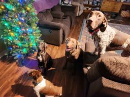 4 Christmas Dogs